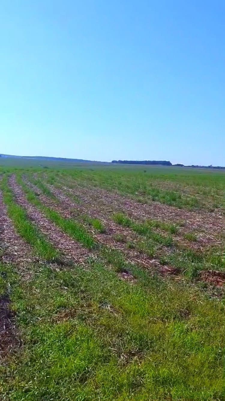 Fazenda de cana a venda no Paraná - Imagem 4