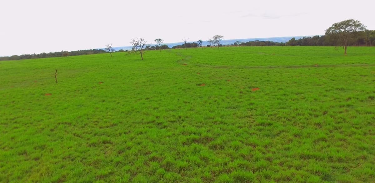 Fazenda 250,32 HA dupla aptdão em Uberlandia MG - Imagem 10