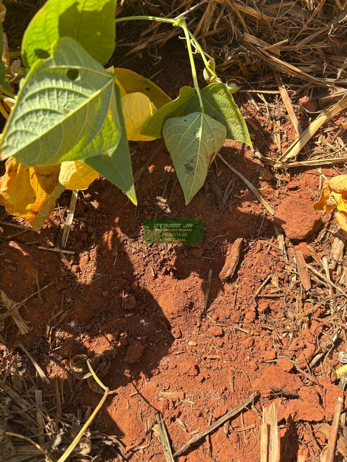 Fazenda à venda, com pivôs, em Paracatu/MG | 281 hecatres, 100% aproveitável. - Imagem 2