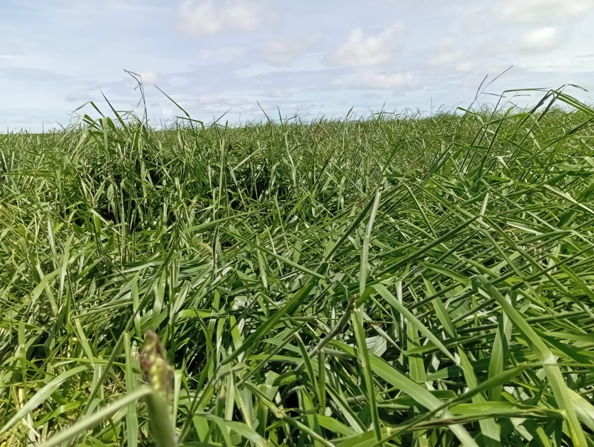 Arrendamento de terra para LAVOURA - Chapada Gaúcha/MG - Imagem 2