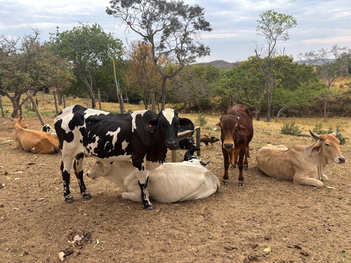 Fazendinha MODELO e PRODUTIVA – Unaí-MG